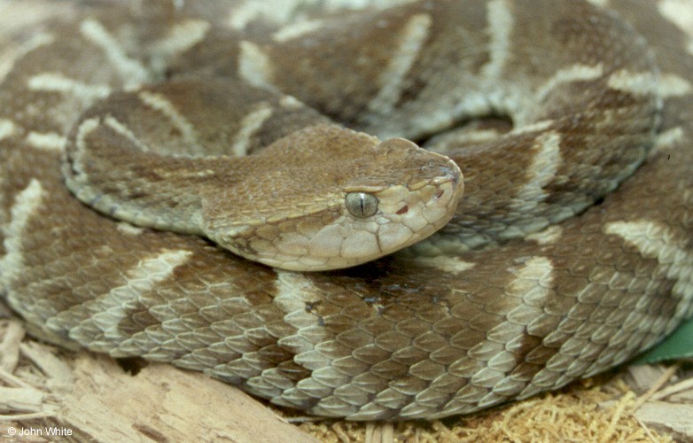 Fer-de-Lance (Bothrops atrox).jpg [107 Kb]